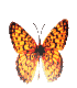 Lebenshilfe Butterfly